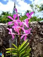 Ofrecemos Matas Decorativa Para Casa o Jardin - 2