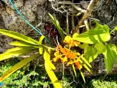 Ofrecemos Matas Decorativa Para Casa o Jardin - 3