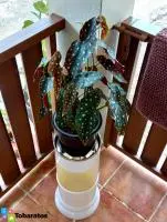 Ofrecemos Matas Decorativa Para Casa o Jardin - 4