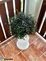 Ofrecemos Matas Decorativa Para Casa o Jardin - 5