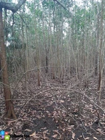 Fincas en venta, monte plata!! - 4