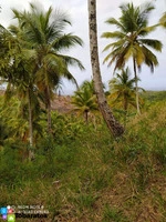 Terreno en El Limón - 500 Tareas a USD 12 por Metro Cuadrado - 2