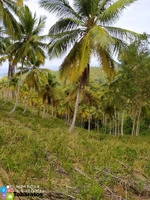 Terreno en El Limón - 500 Tareas a USD 12 por Metro Cuadrado - 3