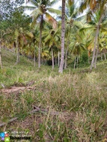 Terreno en El Limón - 500 Tareas a USD 12 por Metro Cuadrado - 6