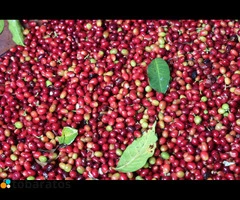 Italy +256790560642 Where Best Arabica coffee Farmer exporters sell Malaysia Canada Morocco